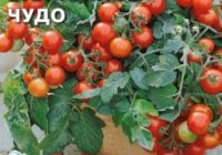 Балконное чудо